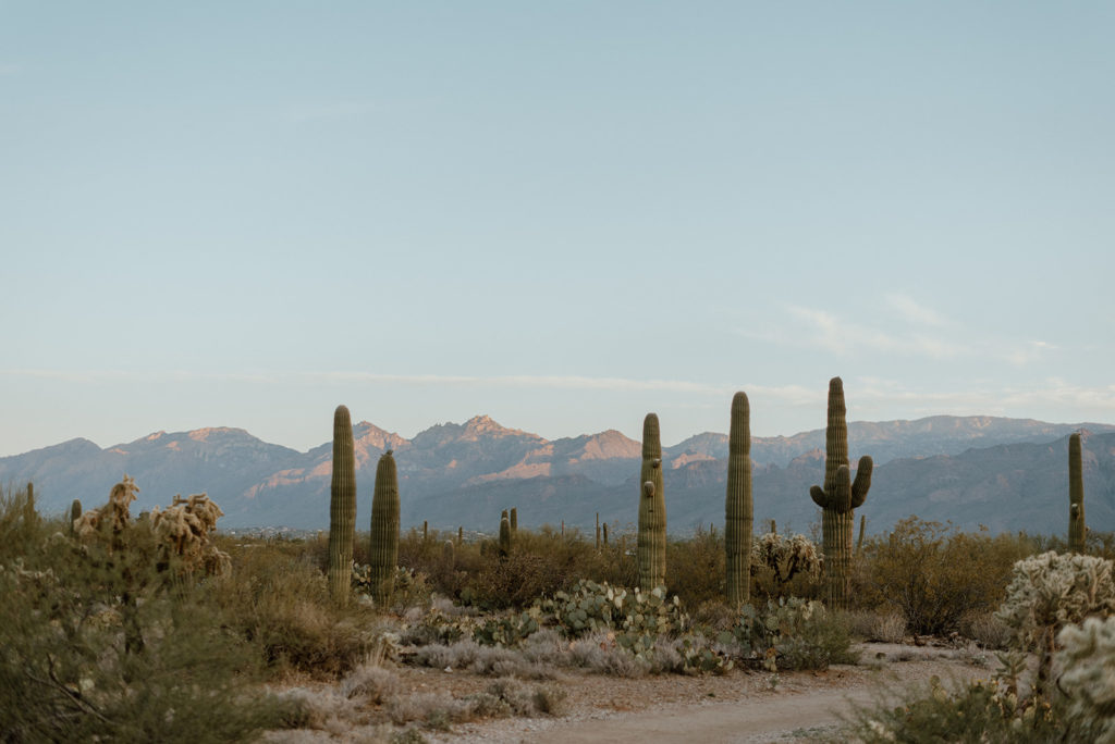 Cacti in desert at Tucson, Arizona content day