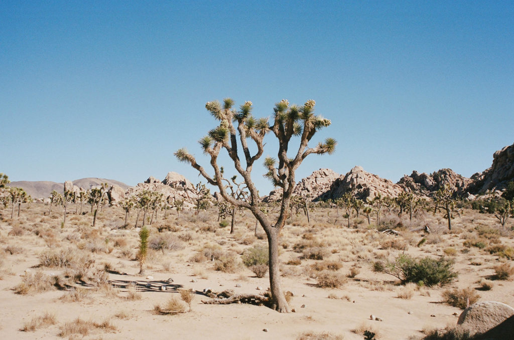Joshua Tree desert photos captured by film photography