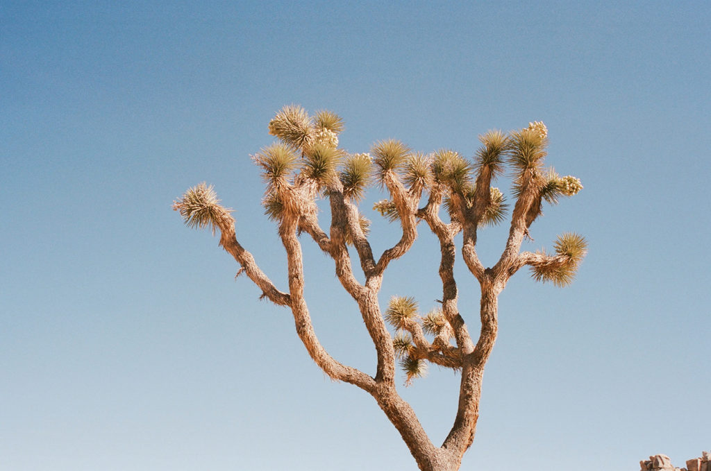 Joshua tree against a clear blue sky