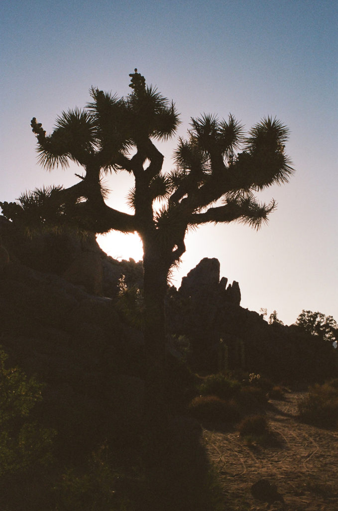 Joshua tree in shadow at sunset taken by photographer as she compares film photography vs digital