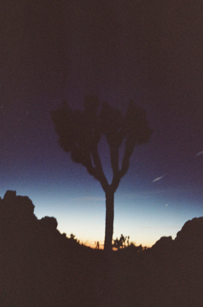 Blurry joshua tree at sunset taken by photographer as she compares film photography vs digital