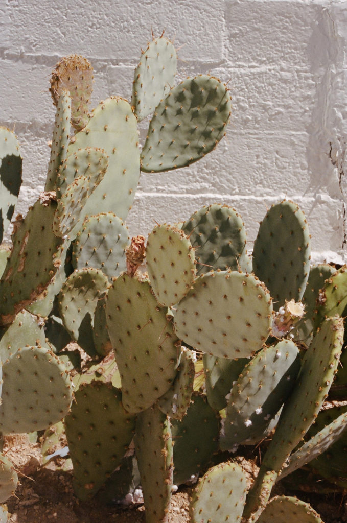 closeup of cacti 