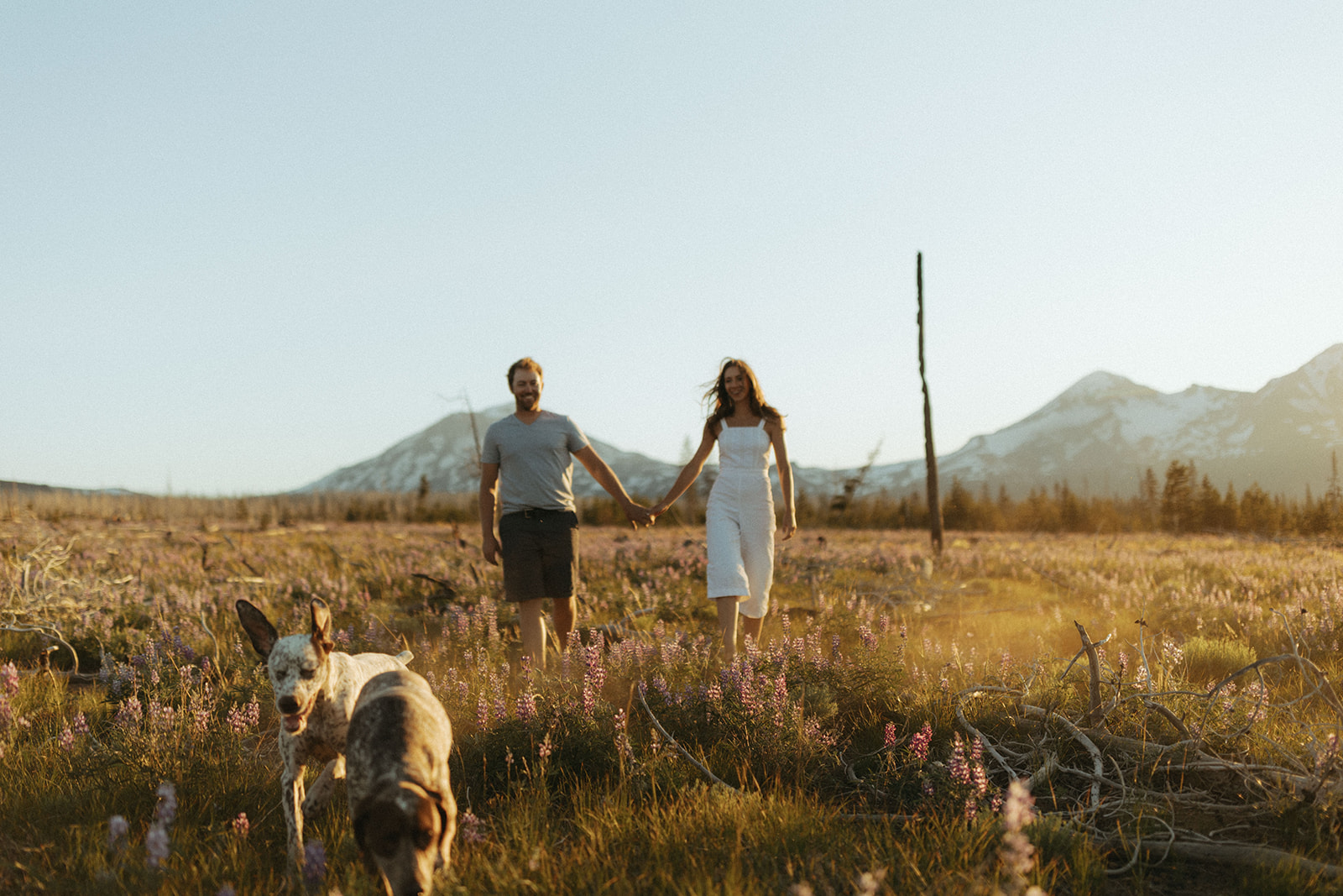 couple walks through field with dogs at engagement shoot