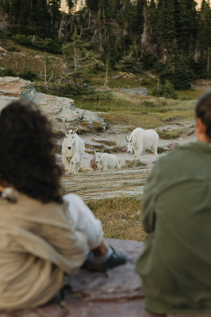 couple sits watching goats at sunset mountain engagement session