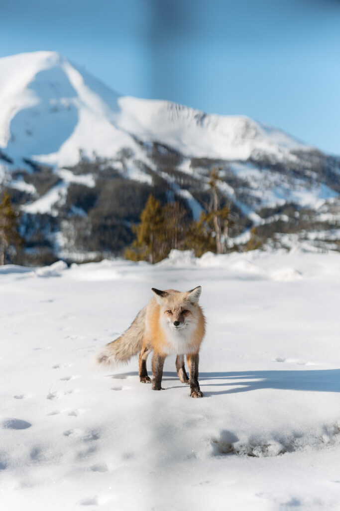 Luxury Yellowstone Club Wedding